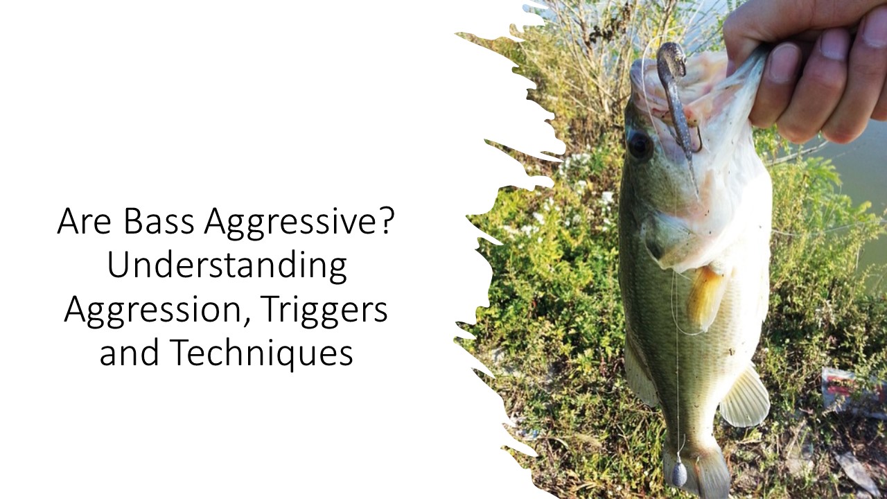 Are Bass Aggressive? Understanding Aggression, Triggers and Techniques