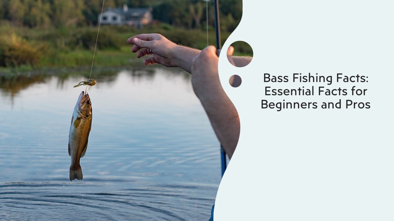 Bass Fishing Facts: Essential Facts for Beginners and Pros