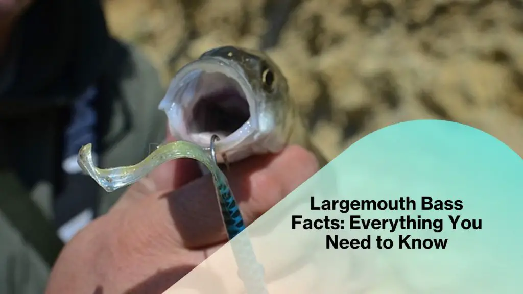 Largemouth Bass Facts Everything You Need to Know Outdoor Doer