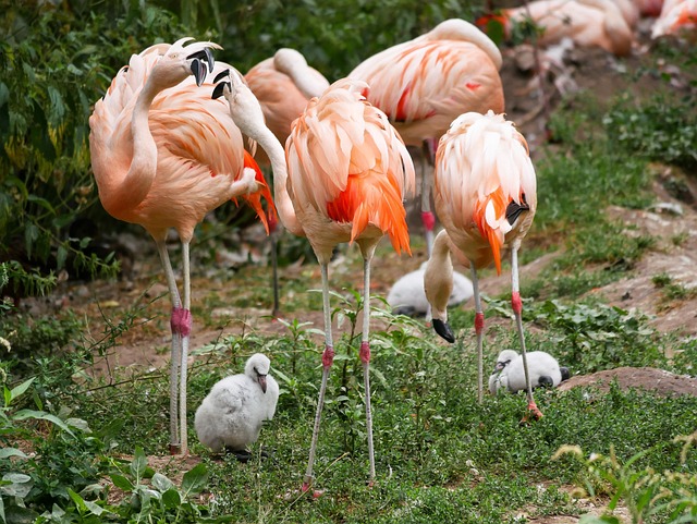 What Do Pink Flamingos Mean At a Campground? Full Explanation