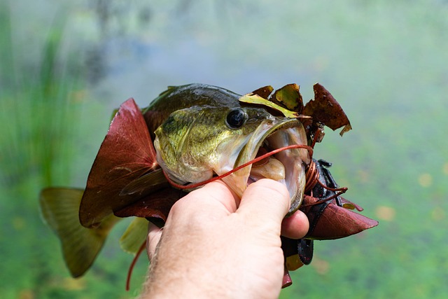 Summer Pond Fishing 101: How to Catch Bass In a Pond During Summer