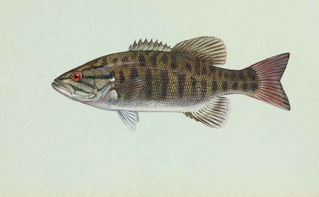 Bass Facts: Anatomy, Habitat, and More