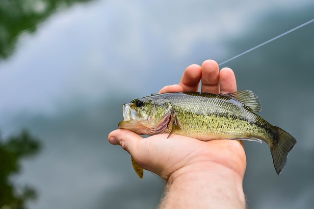 Unlocking the Secrets of Bass Fishing Weights