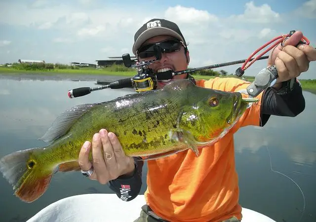 Lures vs. Live Bait for Bass Fishing: How to Catch More Bass