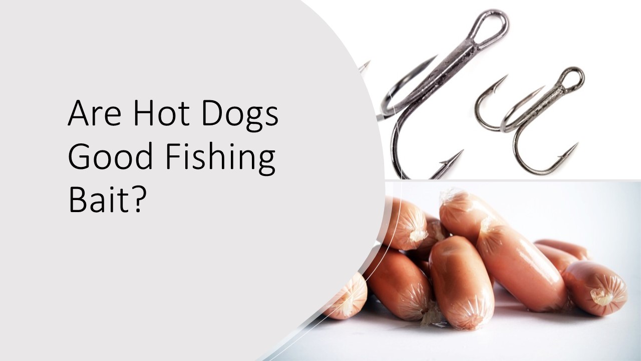 Are Hot Dogs Good Fishing Bait?