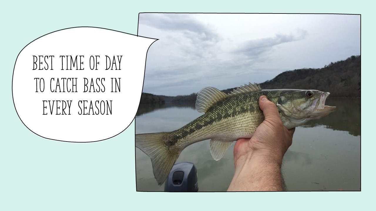 Best Time of Day to Catch Bass in Every Season