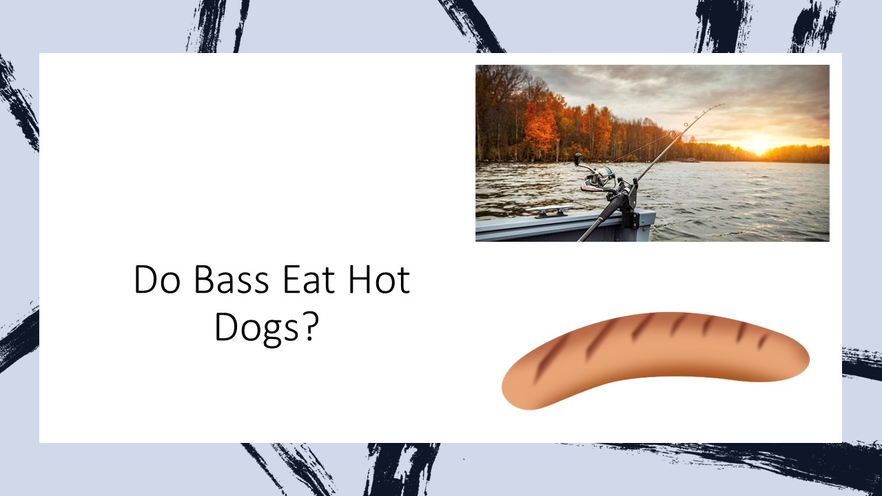  Do Bass Eat Hot Dogs?