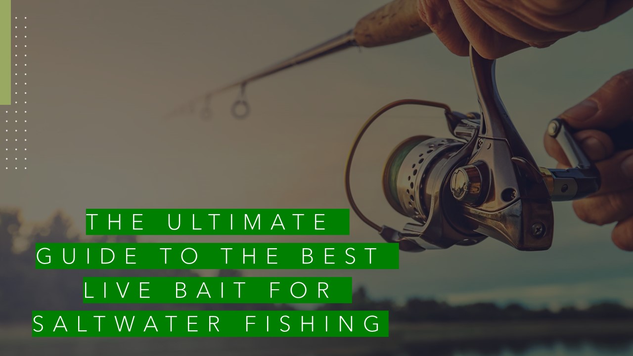 The Ultimate Guide to the Best Live Bait for Saltwater Fishing