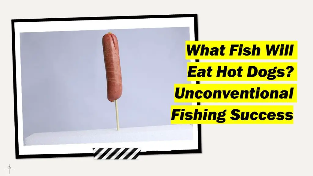 What Fish Will Eat Hot Dogs? Unconventional Fishing Success Outdoor Doer