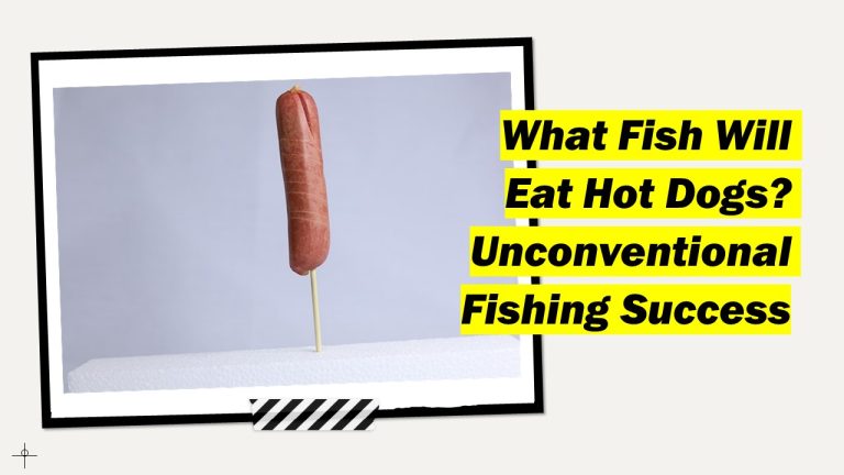 What Fish Will Eat Hot Dogs?