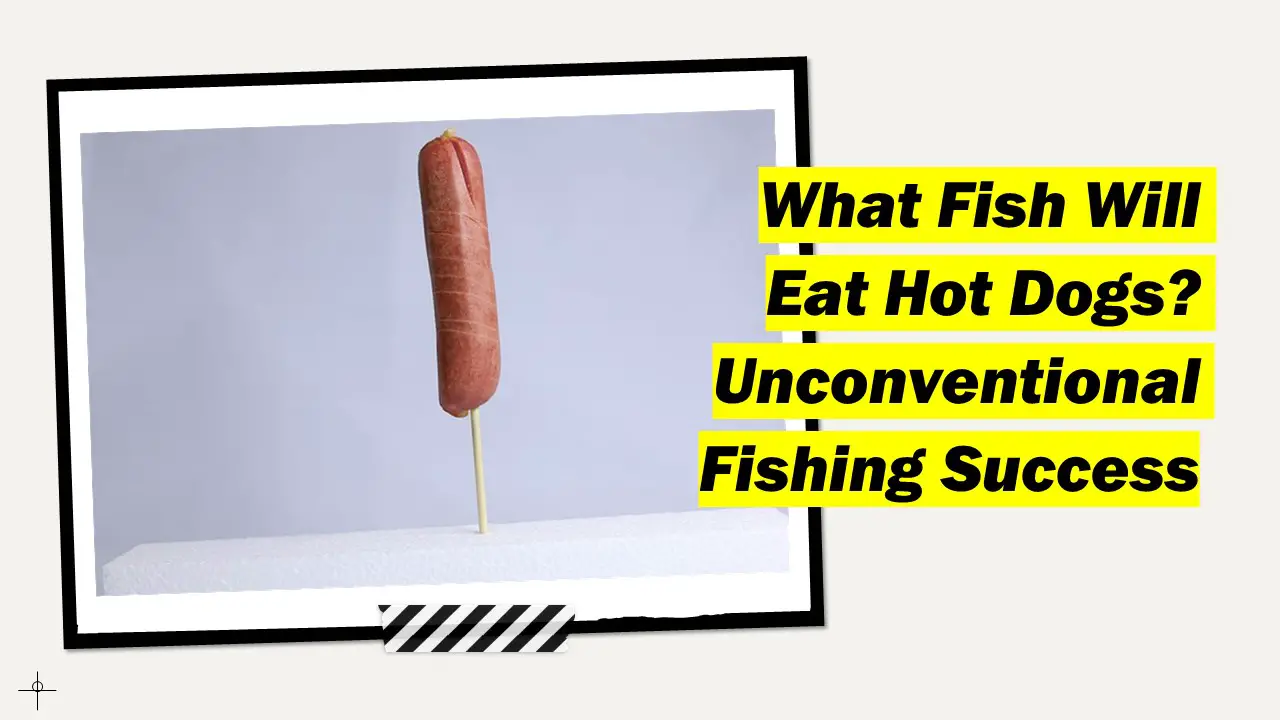 What Fish Will Eat Hot Dogs?