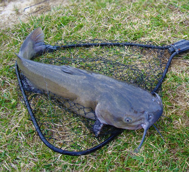 What Attracts Catfish the Most?