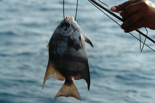 The Best Saltwater Fishing Bait