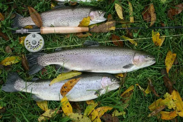  The Best Time of Day to Go Fly Fishing