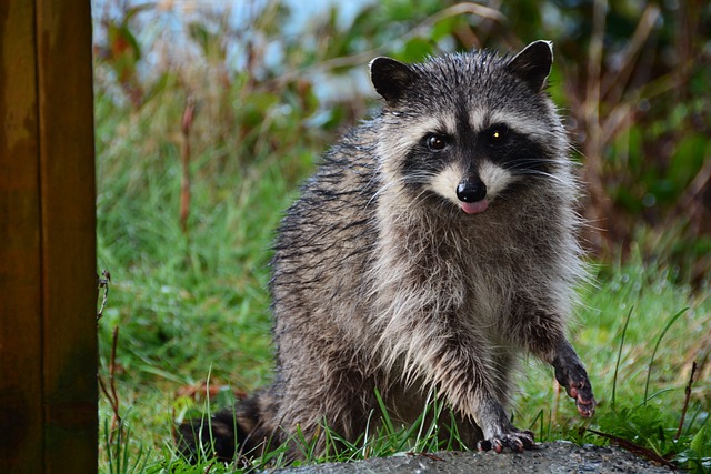 How to Scare Off Raccoons While Camping?