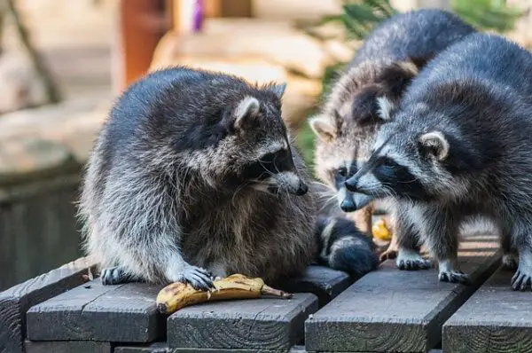 Will a Porch Light Really Keep Raccoons Away?