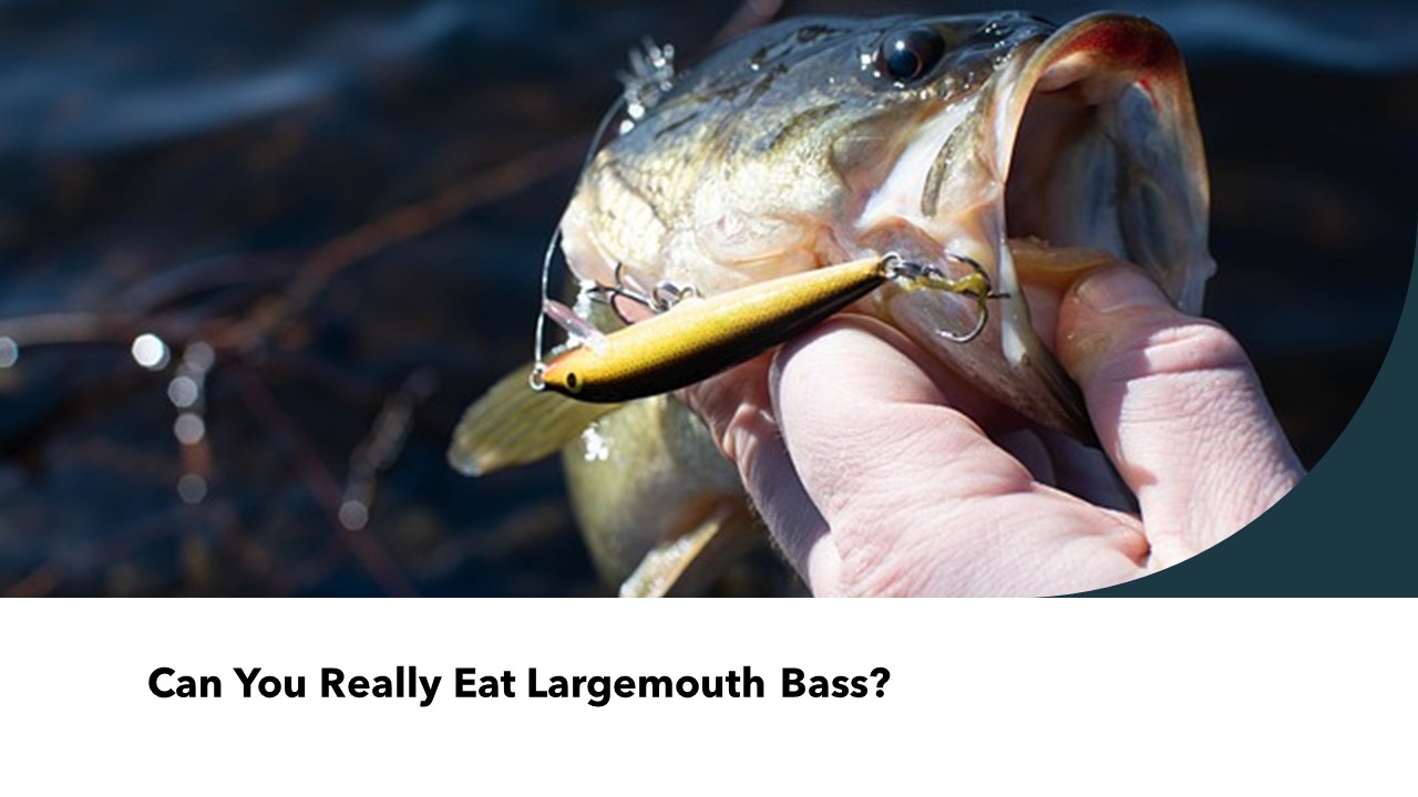  Can You Really Eat Largemouth Bass?