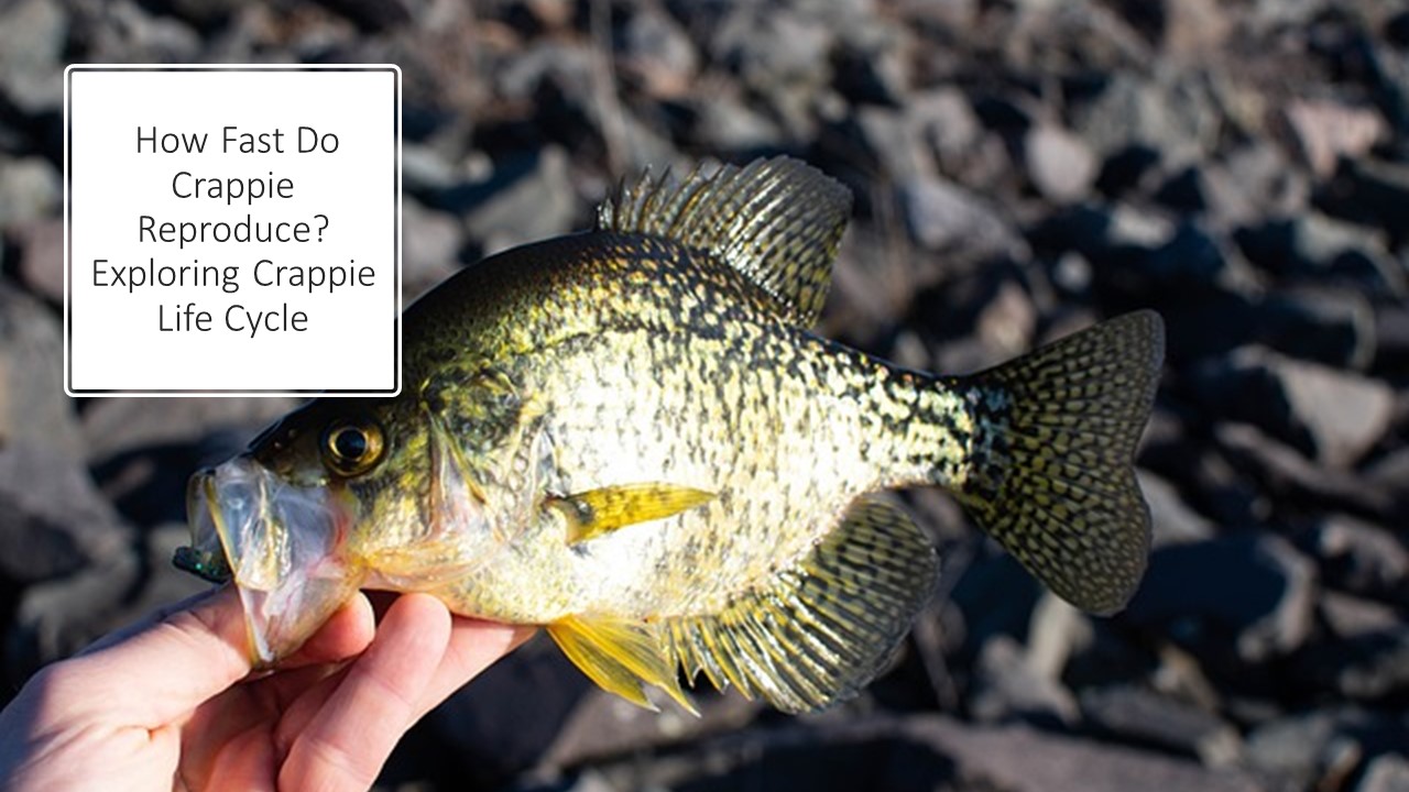  How Fast Do Crappie Reproduce?