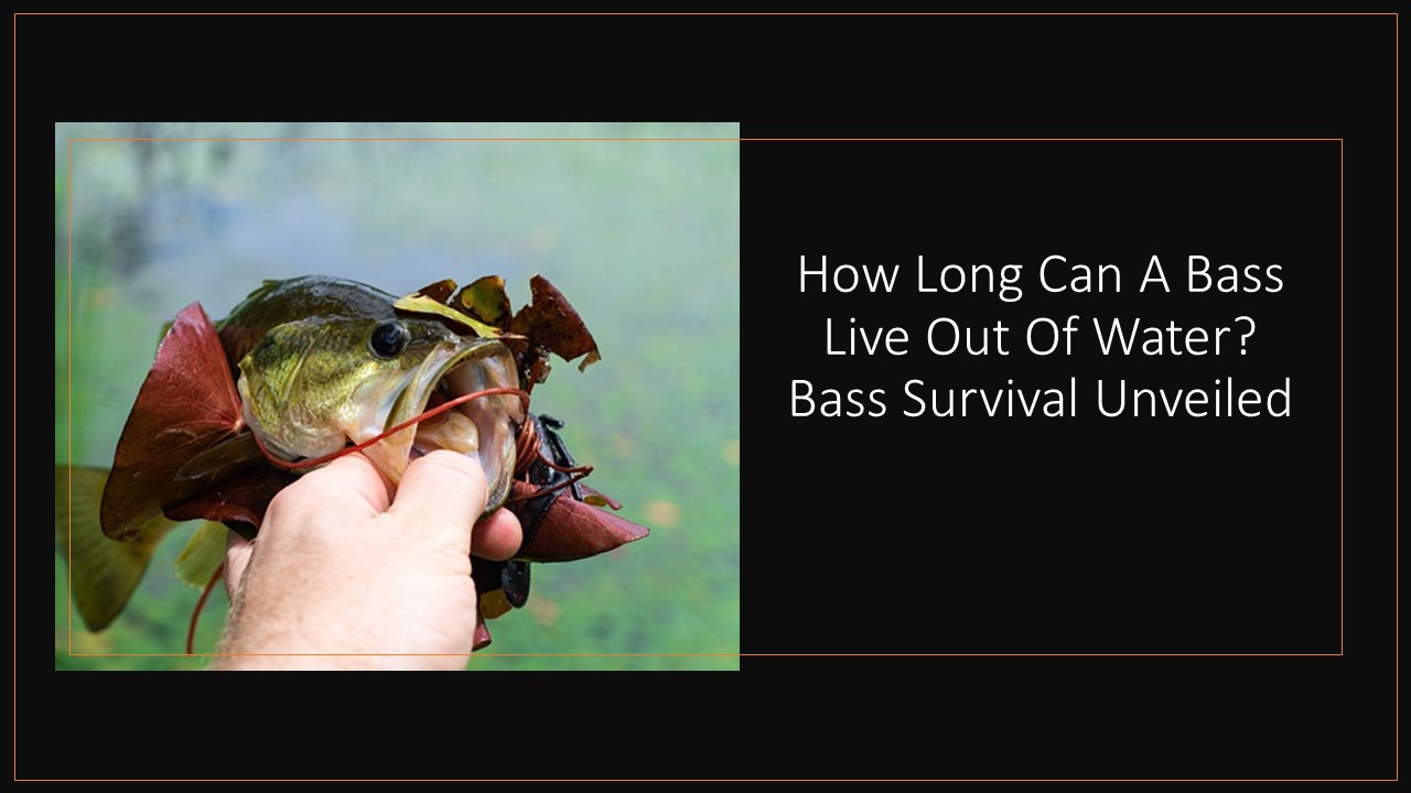 How Long Can A Bass Live Out Of Water?