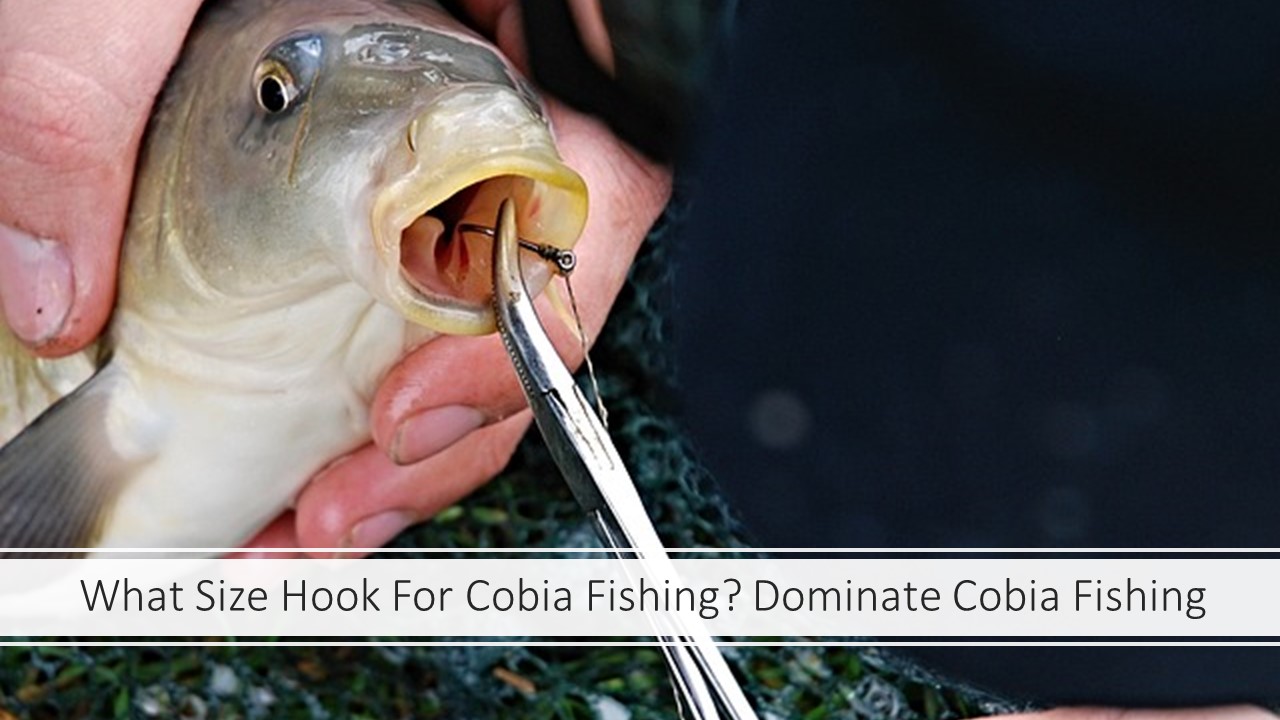 What Size Hook For Cobia Fishing?