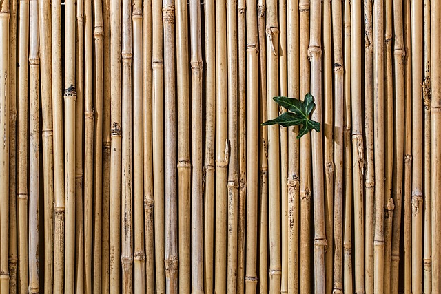 Can Bamboo Be Used as Firewood?