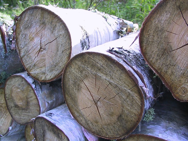 Is White Birch Good Firewood?