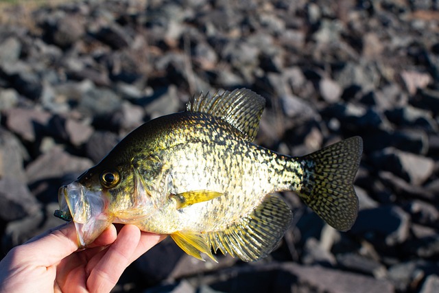  Why Do Crappie Turn Black: