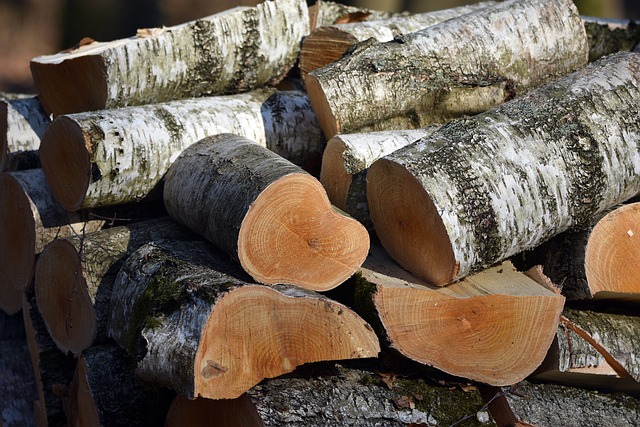 Is River Birch Good Firewood?