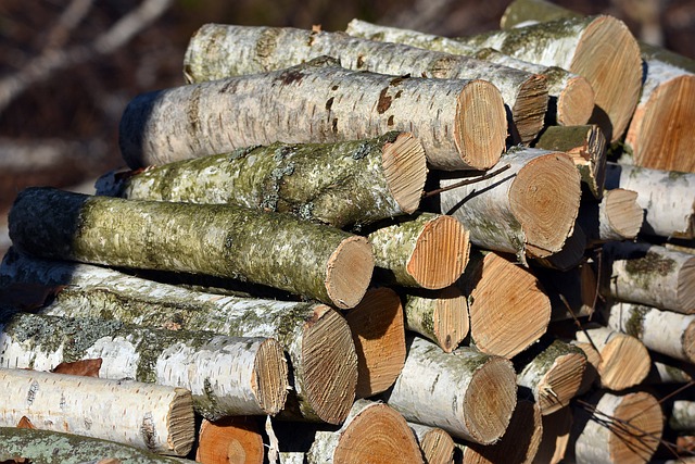  Is Birch Good Firewood?