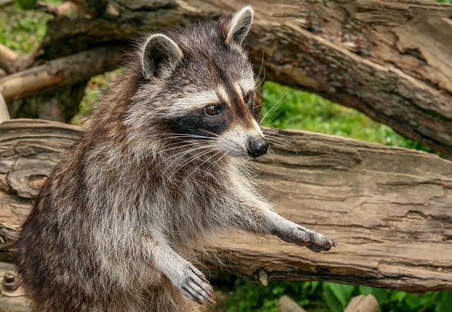 How Far Away Can Raccoons Smell Food?