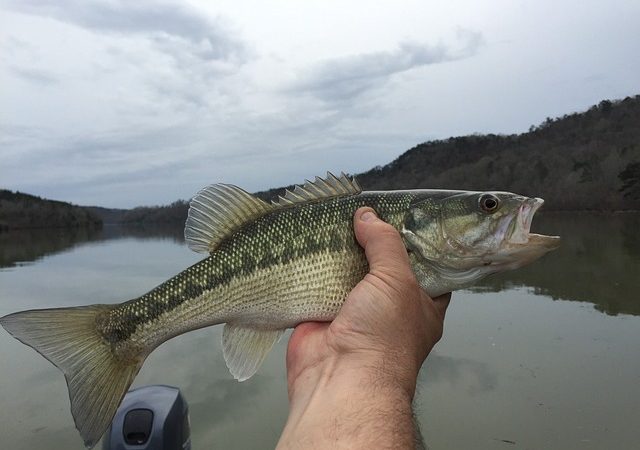  Why Do Bass Jump Out Of The Water?