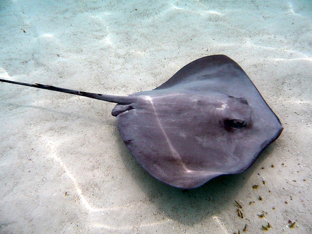 Discover What Does Stingray Taste Like