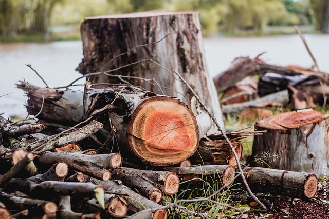 Is Cedar Good Firewood?