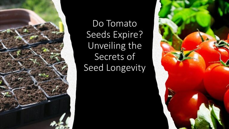 Do Tomato Seeds Expire?