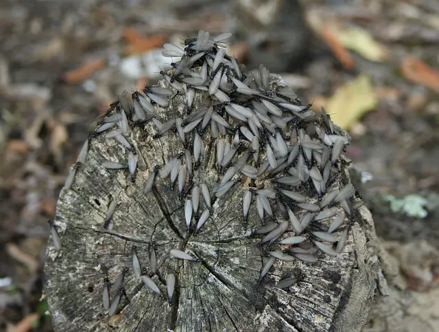 Can You Burn Firewood With Termites Exploring The Risks And Safety 