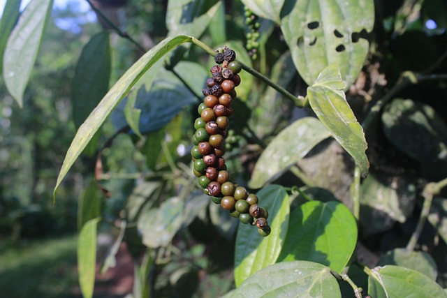 Can You Grow Black Pepper at Home?