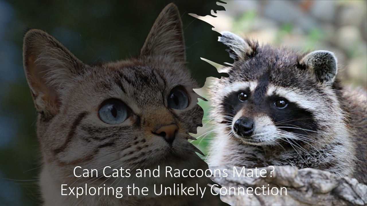 Can Cats and Raccoons Mate?