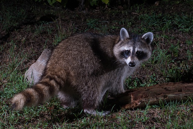 How Far Do Raccoons Travel in a Night?