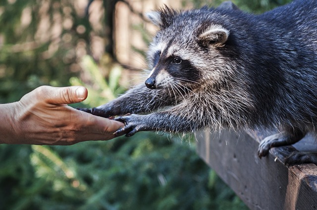Can Raccoons Be Domesticated