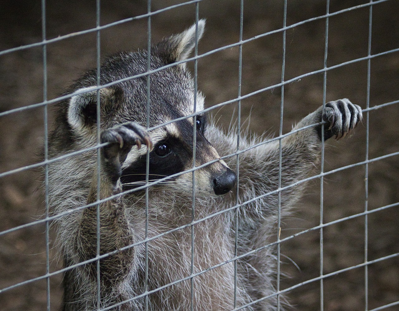 How Far Should You Relocate a Raccoon?