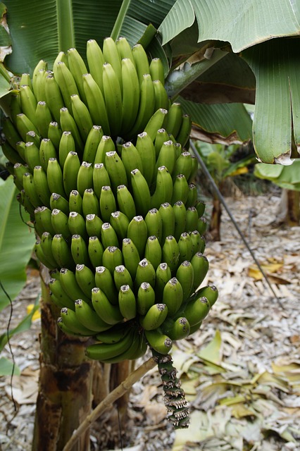  Can a Banana Plant Survive Winter? Tips and Tricks for Cold-Climate Gardeners