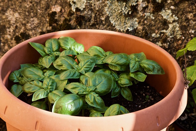 Can Basil Survive Winter? Your Guide to Overwintering Basil