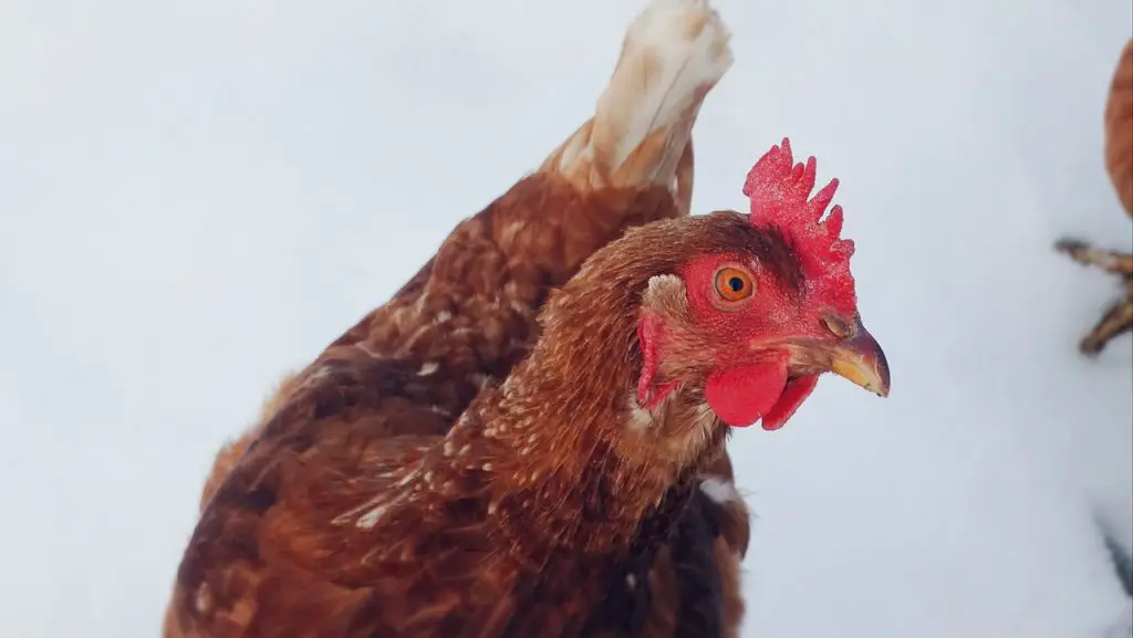 Can Chickens Survive Winter? Tips for Keeping Your Flock Warm and
