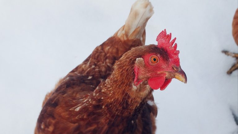 Can Chickens Survive Winter? Tips for Keeping Your Flock Warm and Healthy