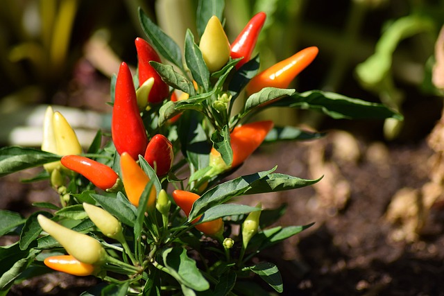 A vibrant chili pepper plant with a variety of peppers in different stages of ripeness. The colors transition from green to yellow, orange, and red, indicating varying degrees of maturity. The peppers are small and pointed, growing upright among narrow, green leaves. The plant is bathed in sunlight with a softly blurred background, suggesting it's in a garden setting.