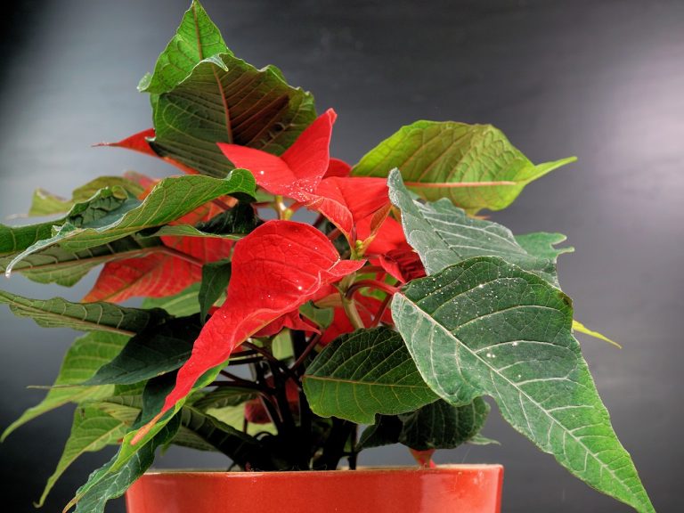 Can Poinsettias Live Outside in the Winter?