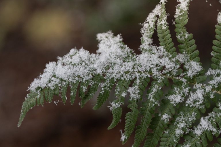 Can Ferns Survive Winter? A Guide to Overwintering Ferns