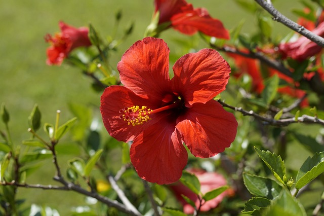 Can Hibiscus Survive Winter? Tips for Keeping Your Hibiscus Plants Healthy in Cold Weather