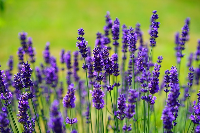 Can Lavender Survive Winter? A Guide to Lavender Winter Care