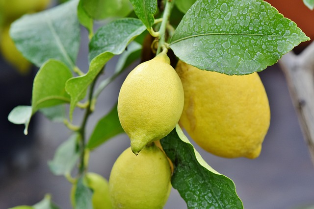 Can Lemon Trees Survive Winter?